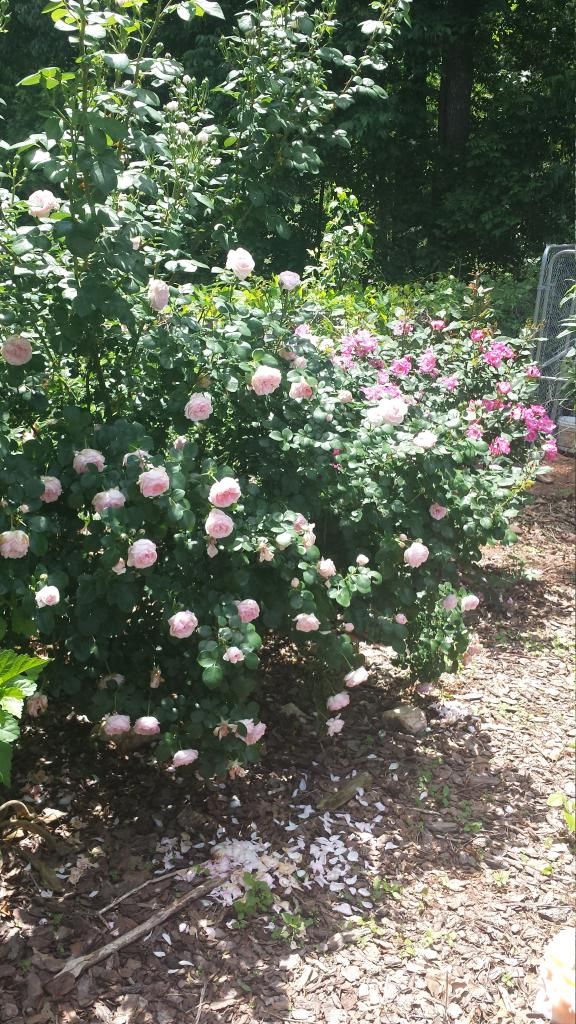  photo 20140517_141716_zpsgsyym09e.jpg